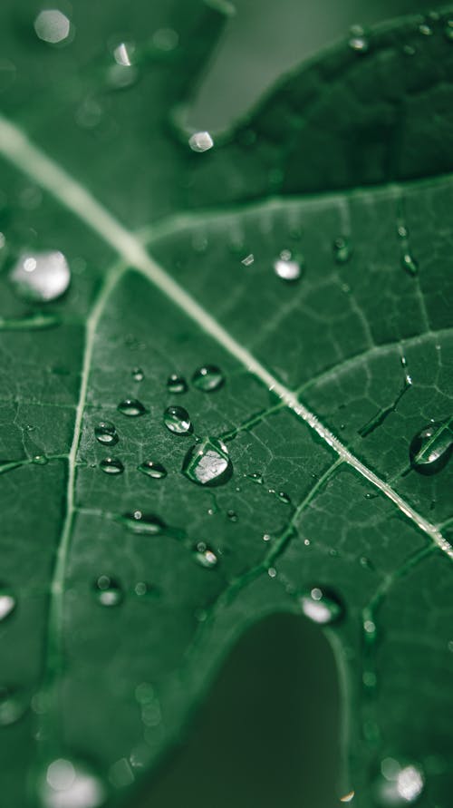 Bezpłatne Darmowe zdjęcie z galerii z flora, kropla deszczu, liść Zdjęcie z galerii