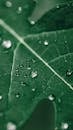 Water Droplets on Green Leaf