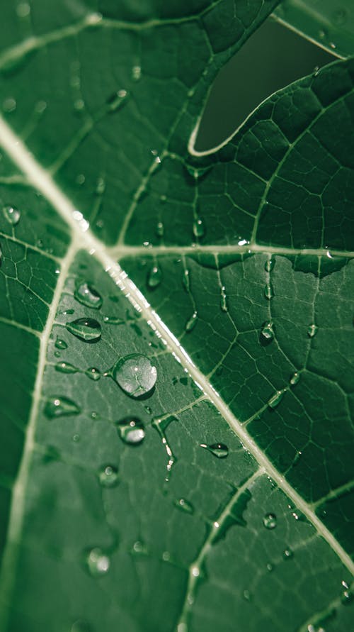 Free Closeup of fresh green leaf with water drops on textured surface in daylight as background Stock Photo