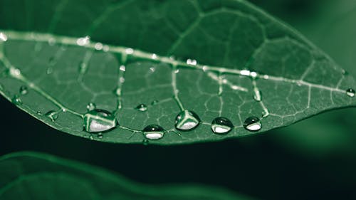 Безкоштовне стокове фото на тему «дощова крапля, зелений, лист»