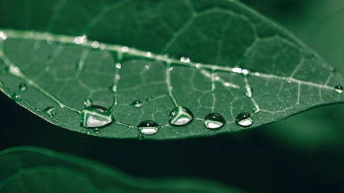 Foto profissional grátis de ecológico, flora, folha