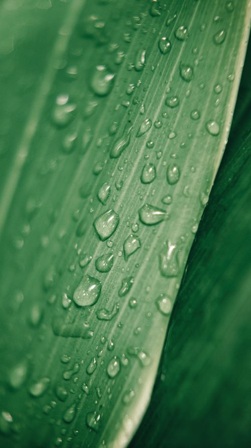 Free Macro shot of fresh dew droplets on vibrant green leaf showcasing nature's beauty. Stock Photo