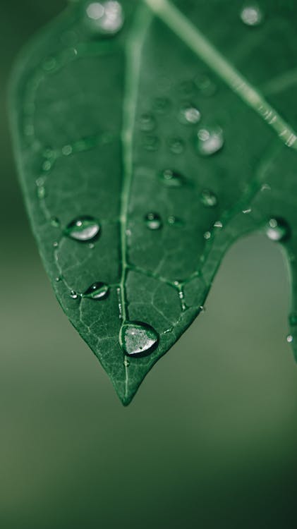 Closeup of morning dew on fresh green leaf of plant growing in garden