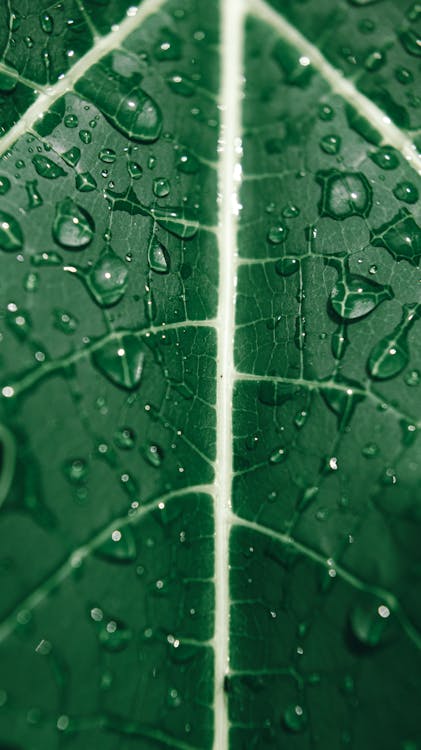Background of fresh green leaf with morning dew · Free Stock Photo