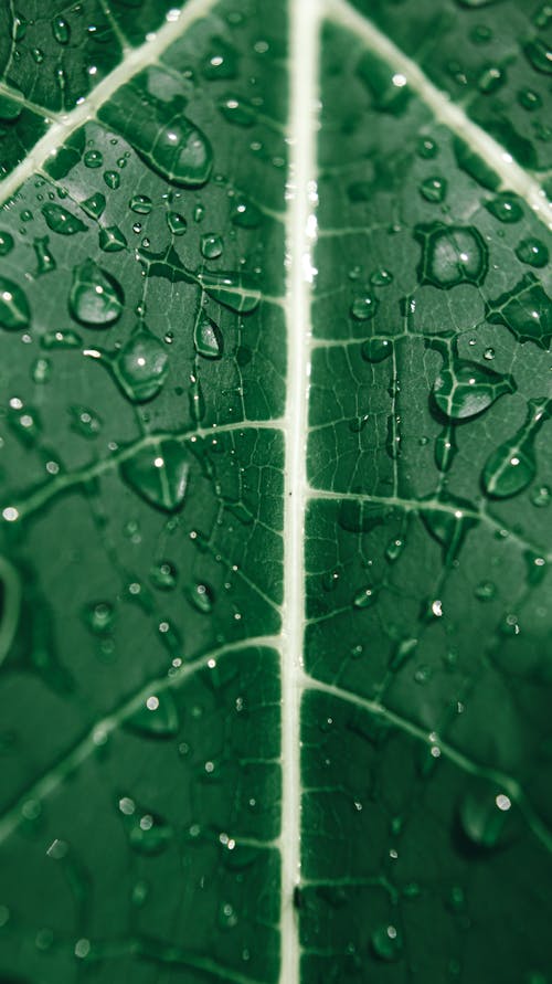 Closeup of fresh green wet textured leaf with veins and water drops as abstract background