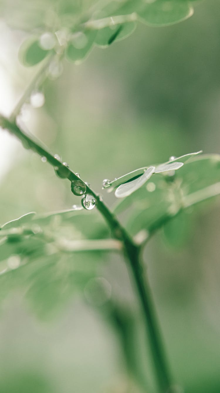 Wet Leaves Of Fresh Drumstick Tree Growing In Garden