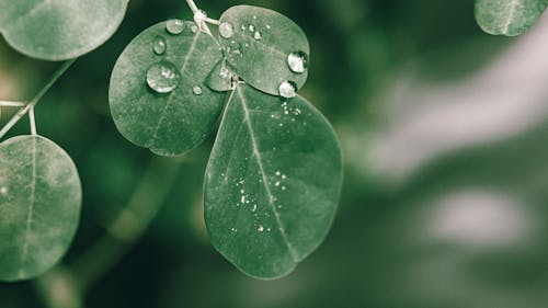 Closeup of drops of dew on fresh green leaves of Moringa oleifera plant growing in lush garden in sunlight