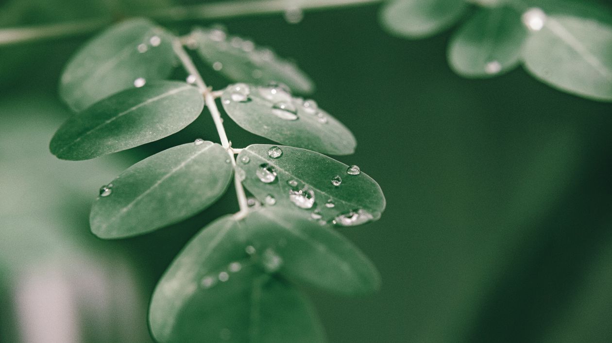 Moringa oleifera tree with wet green leaves in forest · Free Stock ...