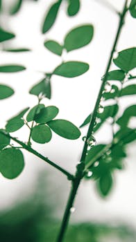 Fresh green leaves with dewdrops, symbolizing environmental freshness and growth.