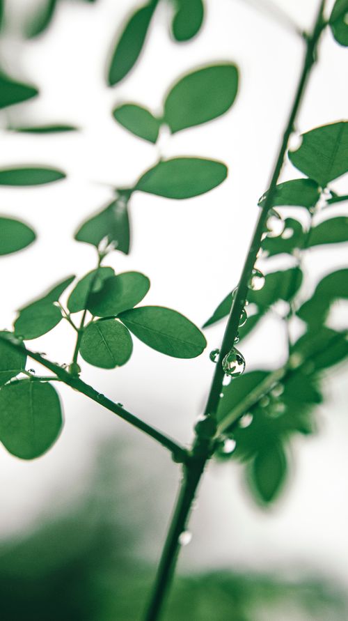 Free Fresh green leaves with dewdrops, symbolizing environmental freshness and growth. Stock Photo