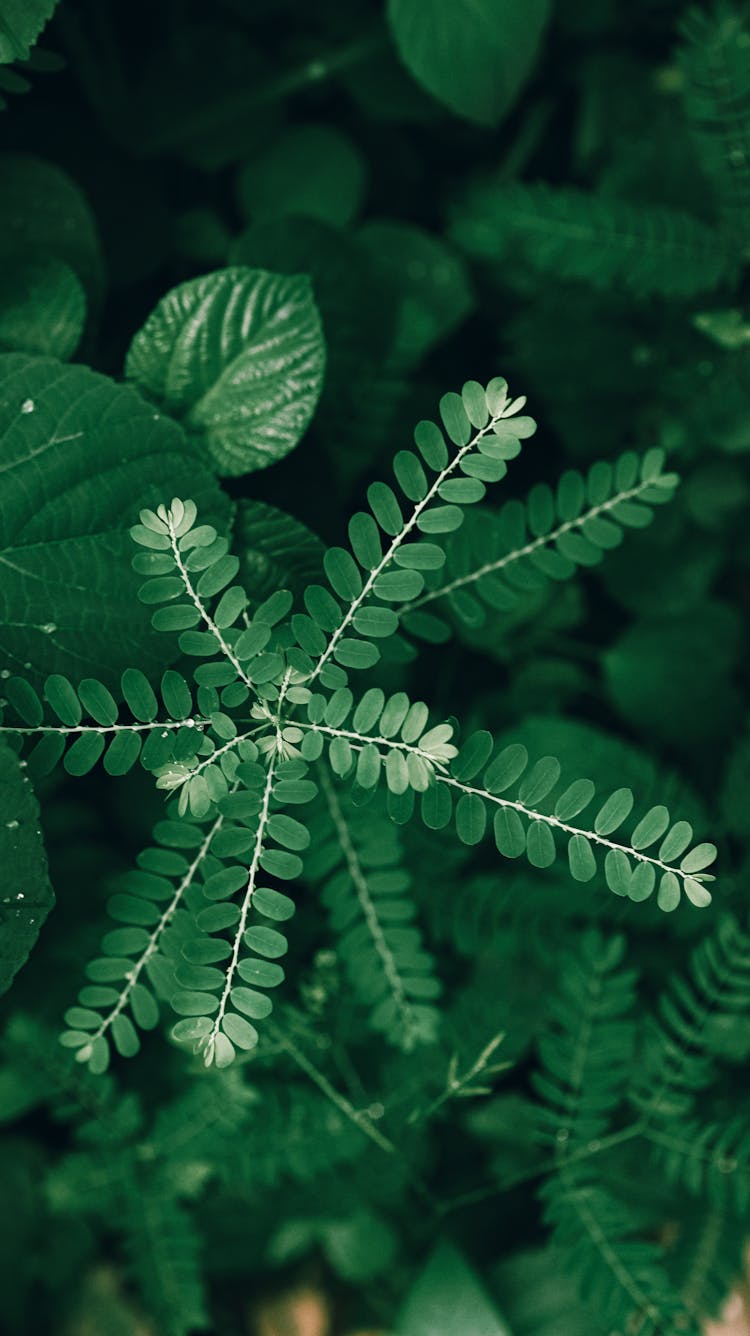 Lush Green Leaves Of Chamber Bitter Plant In Nature