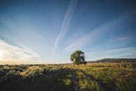 日落时分，低角度下，色彩缤纷的草坪与孤独的树木映衬在乡村蓝色的多云天空下