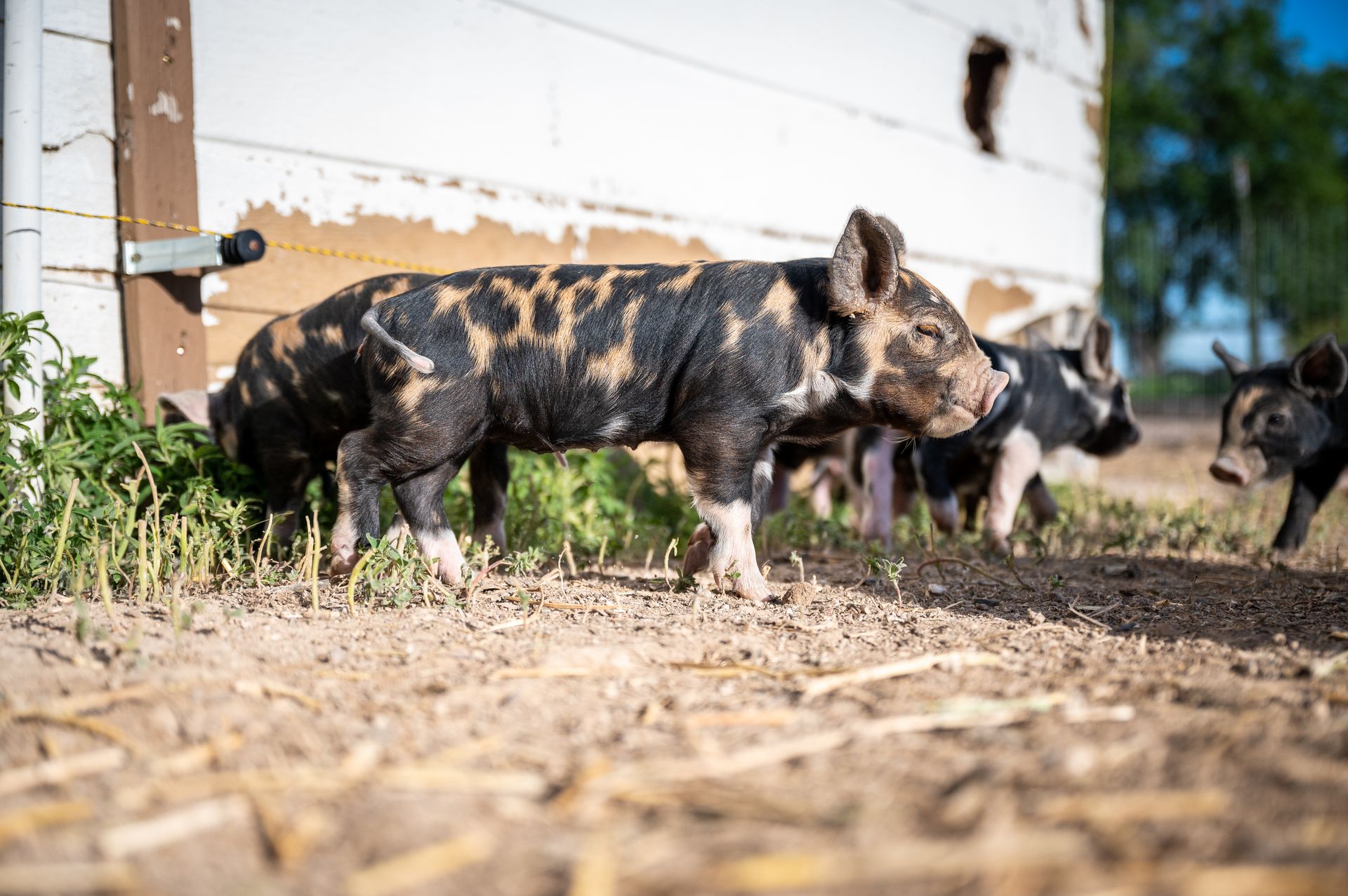 Cute little pigs walking on dry land on farm