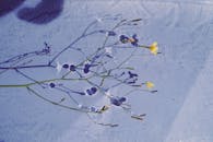 Delicate Yellow Flowers on Twigs