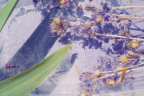 Close-up of Purple Flowers Floating on the Water Surface 
