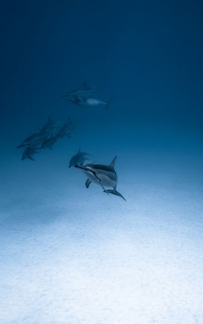 Pod of dolphins swimming in ocean depth in blue clear water with illuminated seabed in tropical country in summer time