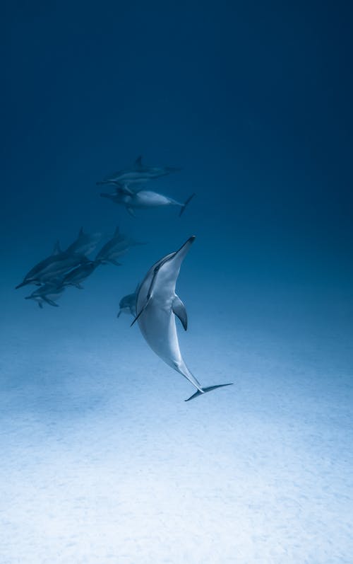 Wild dolphins with fins swimming underwater with white sand on bottom of blue ocean in sunny day in resort
