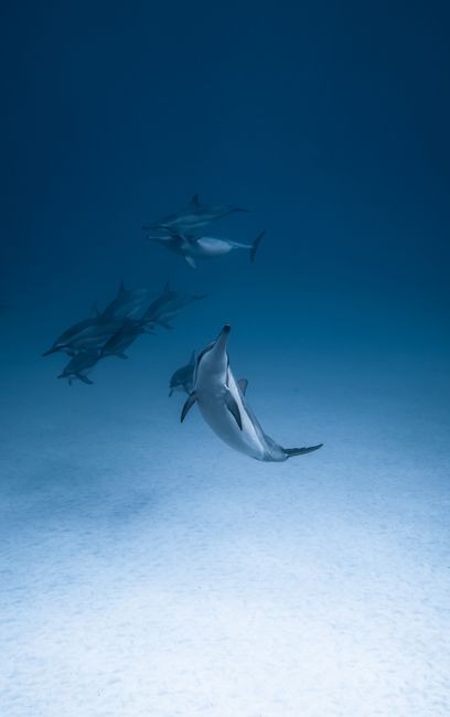 Pod of dolphins with gray skin and white abdomen swimming underwater near bottom of blue ocean in sunlight in daylight