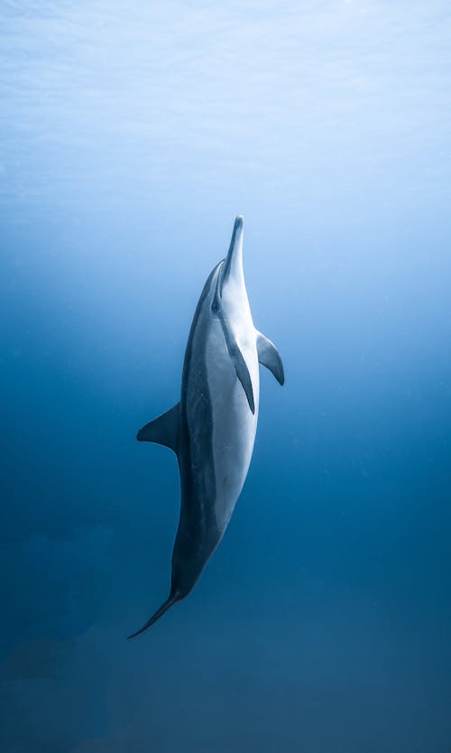 Single dolphin floating underwater near water surface against blue sea in daylight in tropical lagoon in summer