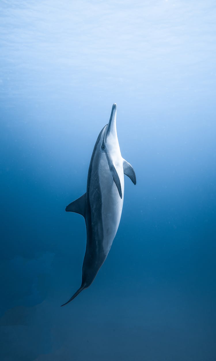 Lonely Dolphin In Blue Water