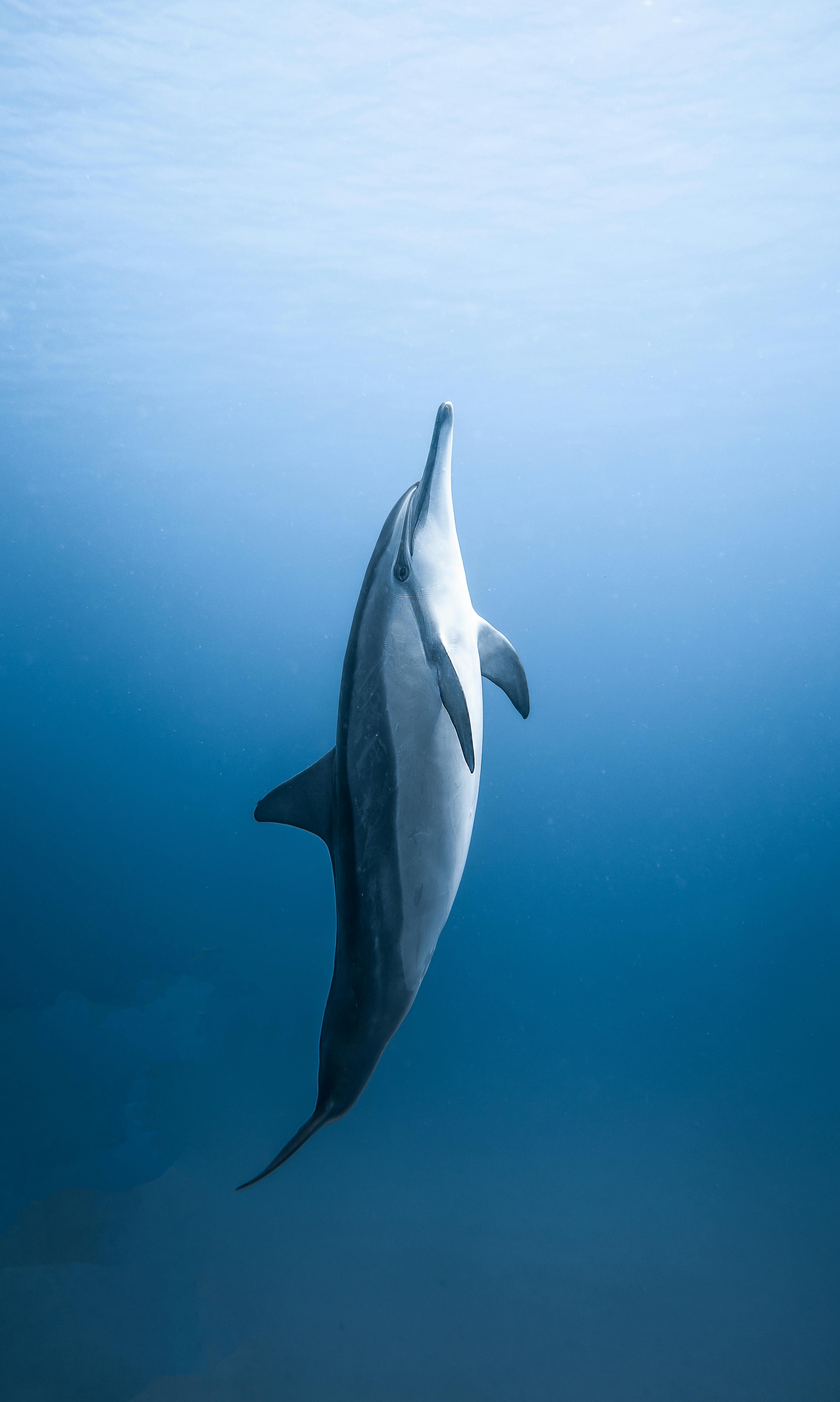 300+ Best Dolphin Photos · 100% Free Download · Pexels Stock Photos