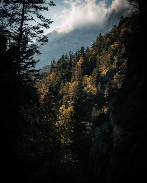 Imagine de stoc gratuită din codru, deal, fundal de pădure