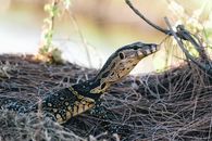 Lizard in Close Up Photography