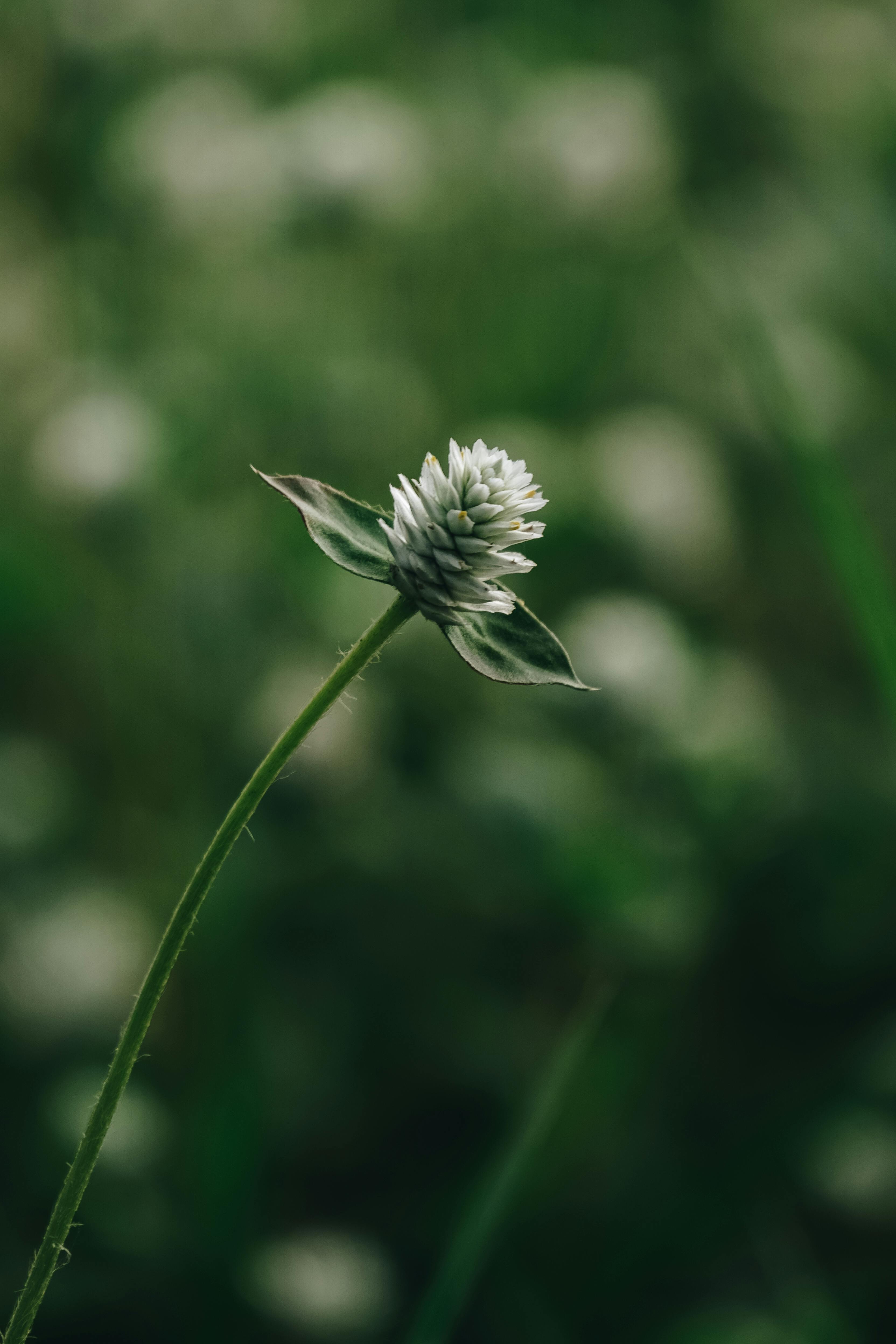 Macro shot of a single white clover flower against a blurred green background.