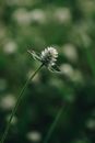 White Flower in Tilt Shift Lens