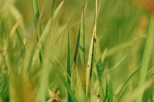 Green Grass in Close Up Photography