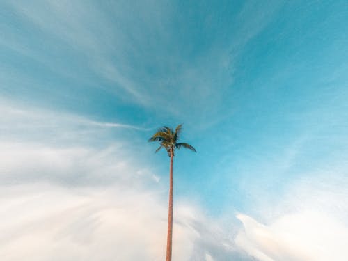 Ingyenes stockfotó alacsony szögű felvétel, kék ég, kókuszfa témában