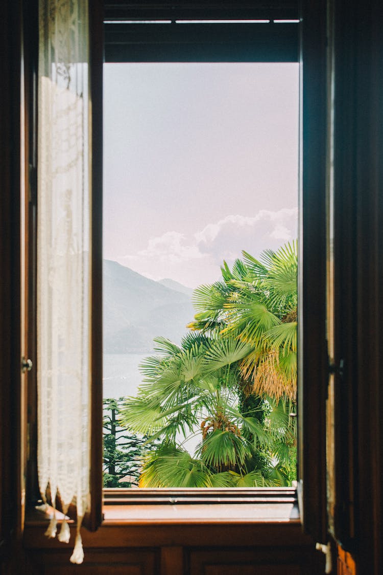 Green Leaves Of A Palm Tree Outside The Window