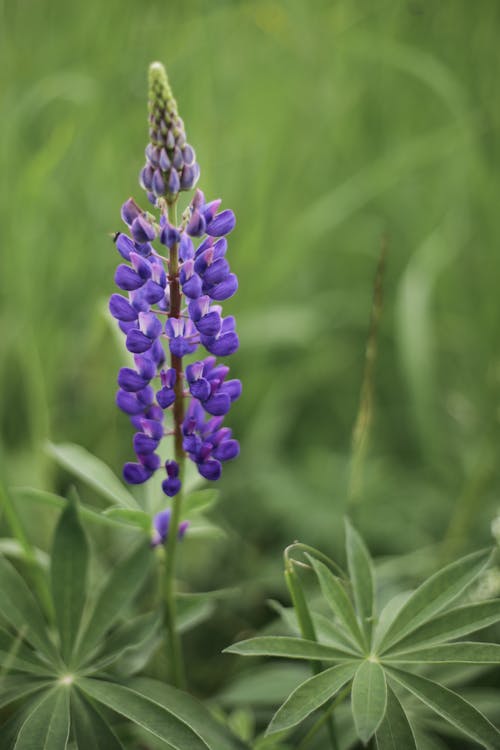 Purple Flower in Tilt Shift Lens