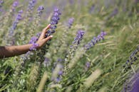 Purple Flowers in Persons Hand