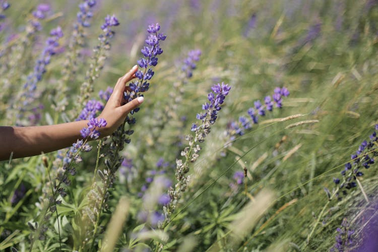 Purple Flowers In Persons Hand