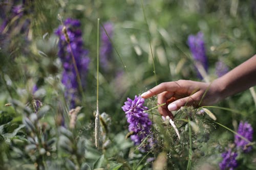 Purple Flower in Tilt Shift Lens