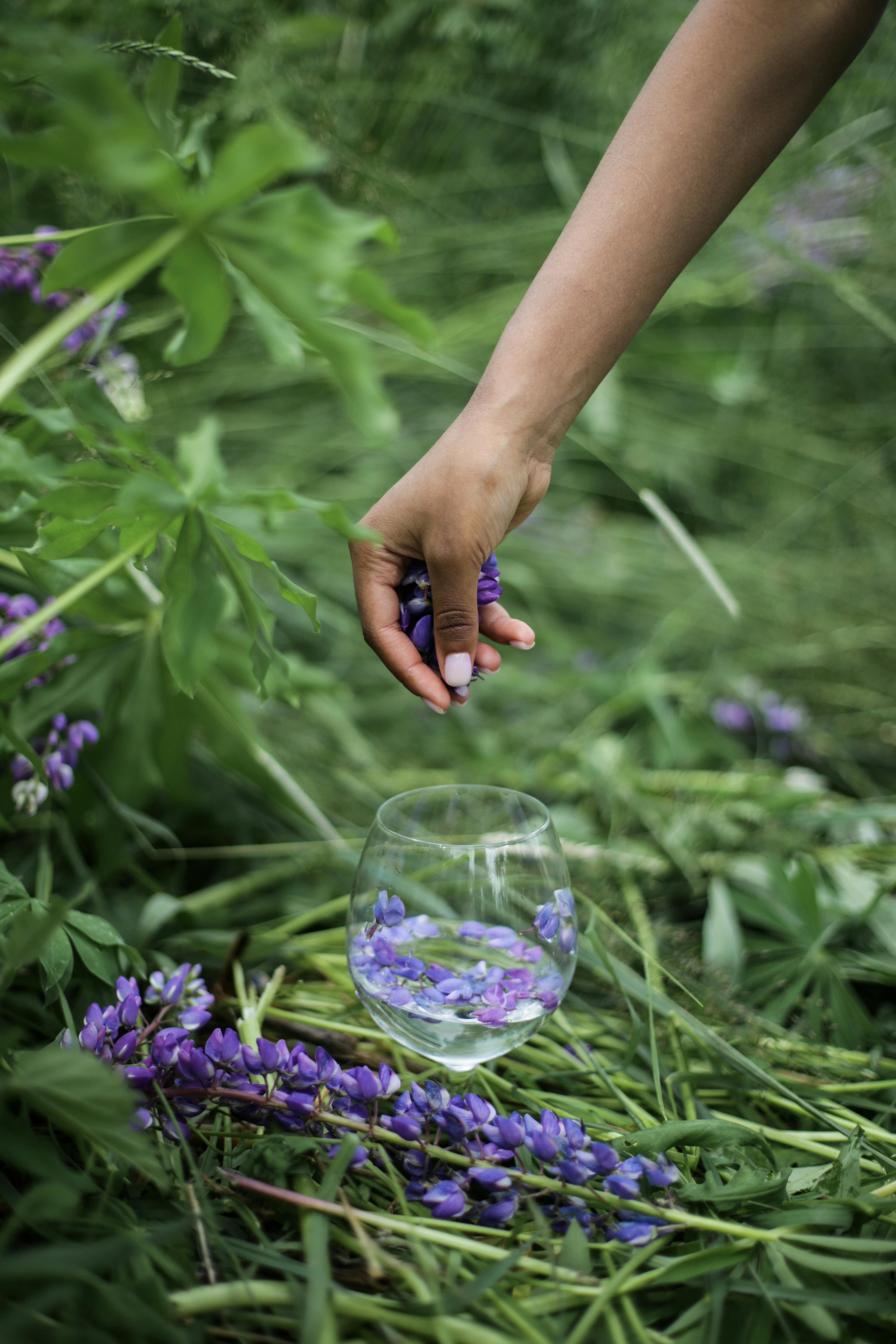 一只手轻轻地将酒杯放入室外郁郁葱葱的绿色植物中，杯中盛着鹰嘴豆花