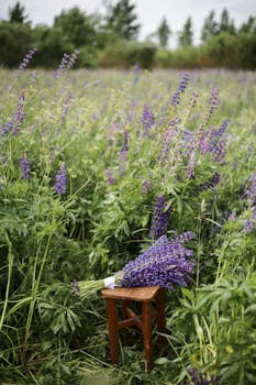 A peaceful meadow full of lavender lupine flowers with a bouquet on a stool.