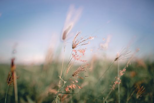 Tiny delicate molasses grass growing on wild meadow against cloudless blue sky on sunny day
