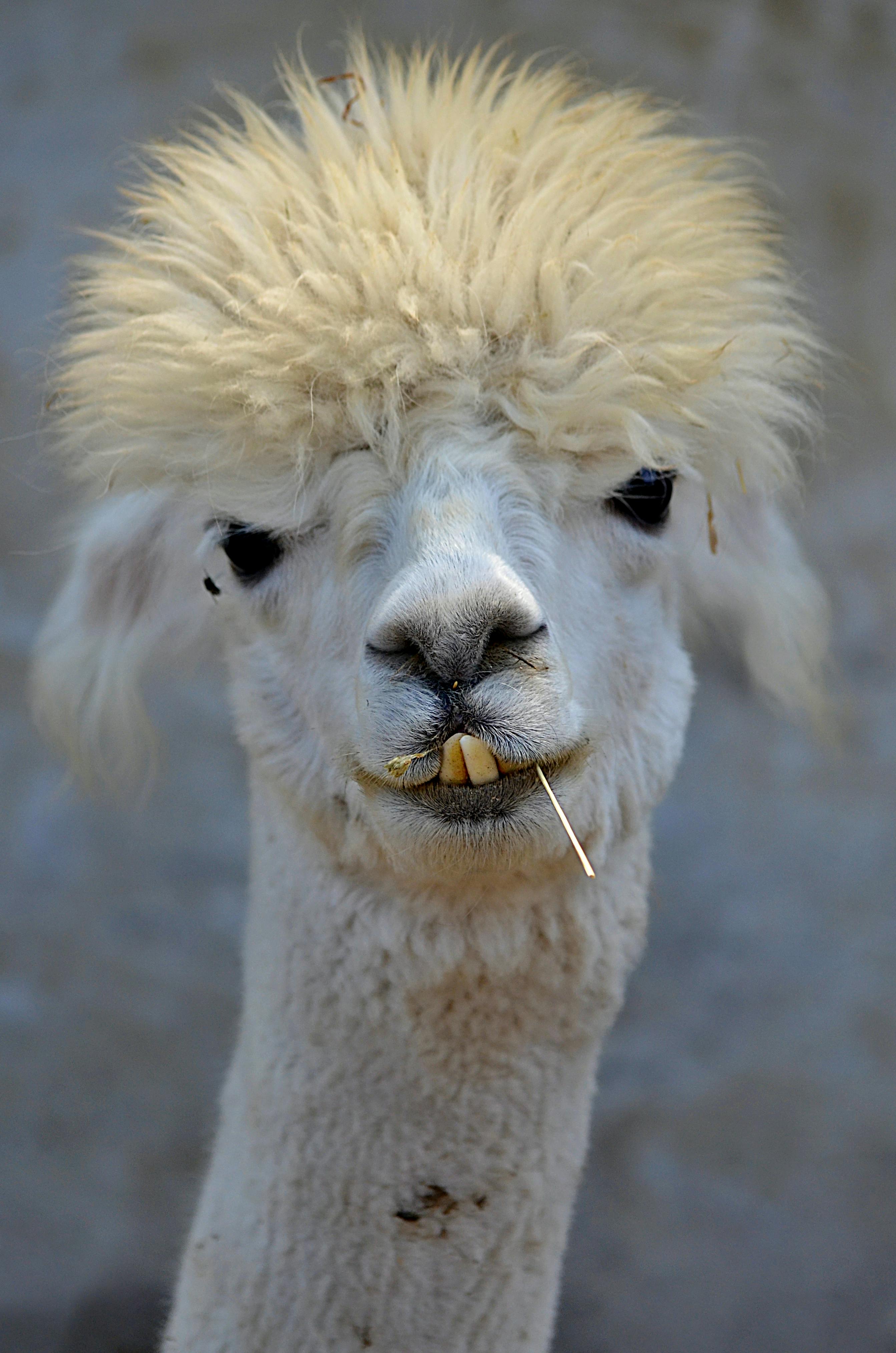Ảnh có sẵn miễn phí về alpaca, cận cảnh, chân dung, con vật, llama, thiên nhiên Ảnh có sẵn miễn phí về alpaca, cận cảnh, chân dung, con vật, llama, thiên nhiên