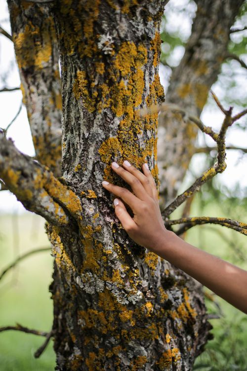 Free A close-up of a hand gently touching a moss-covered tree trunk in a natural outdoor setting. Stock Photo