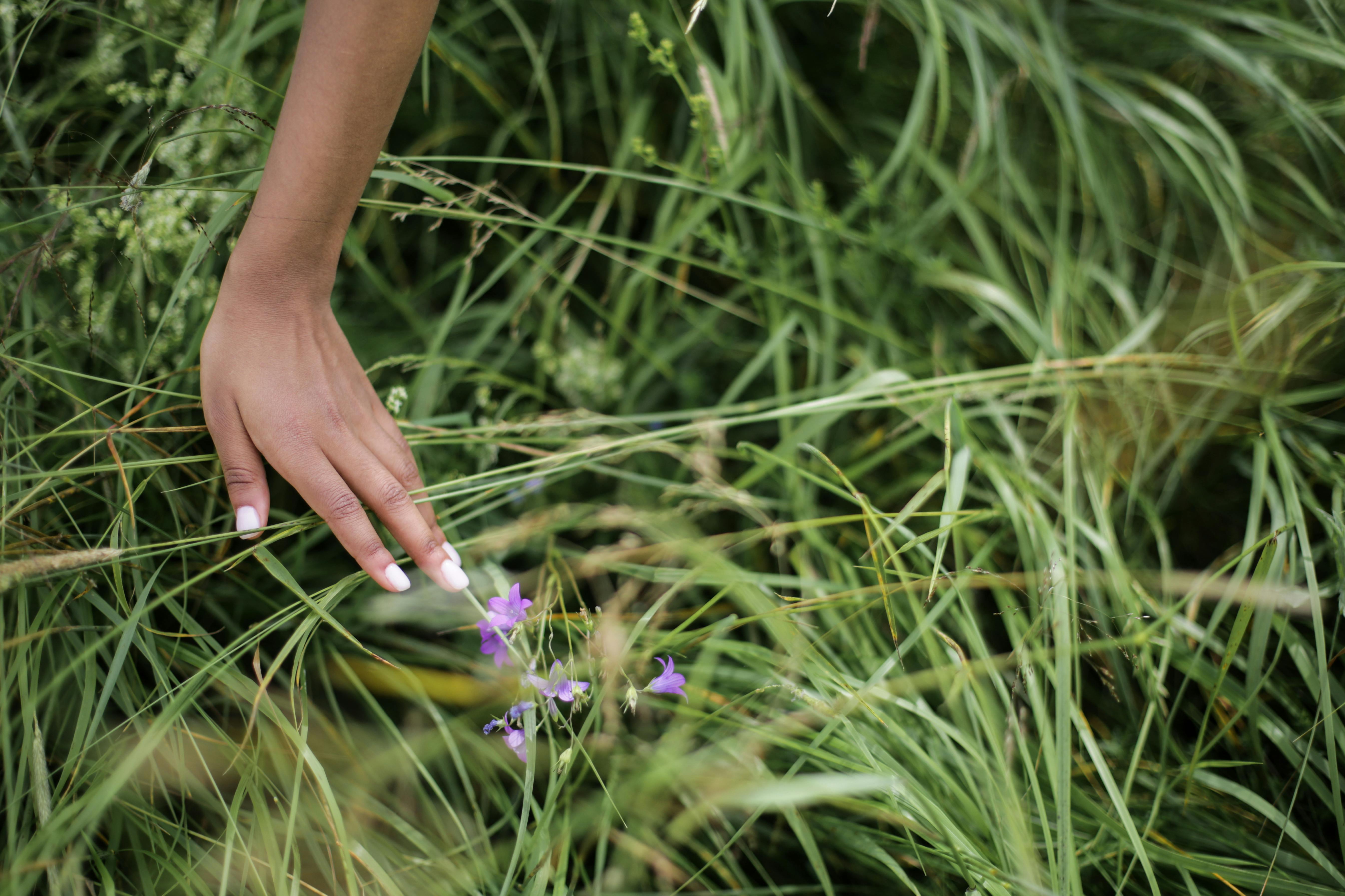 这张宁静的图像中，一只手正轻轻抚摸着长满紫色灯笼花的、生机勃勃的绿草地