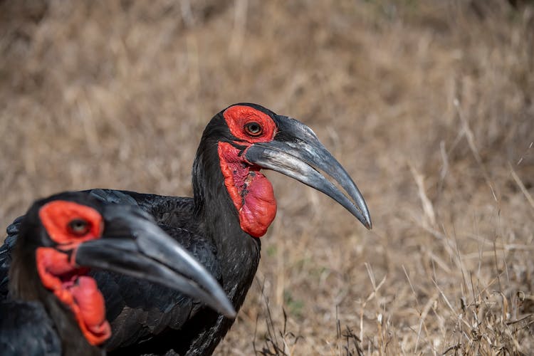 Close-up Of Two Southern Ground Hornbill Birds