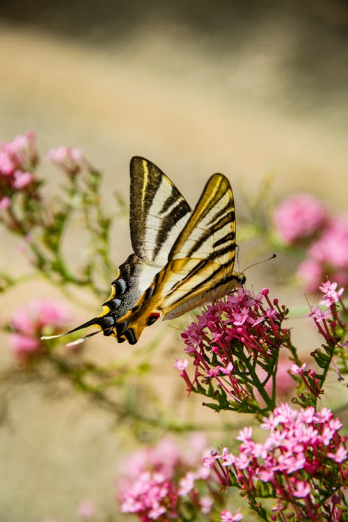 Close Up Photo of Butterfly on Pink Flowers