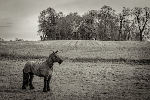 Grayscale Photo of Horse on Field