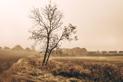 Leafless Tree on Brown Grass Field