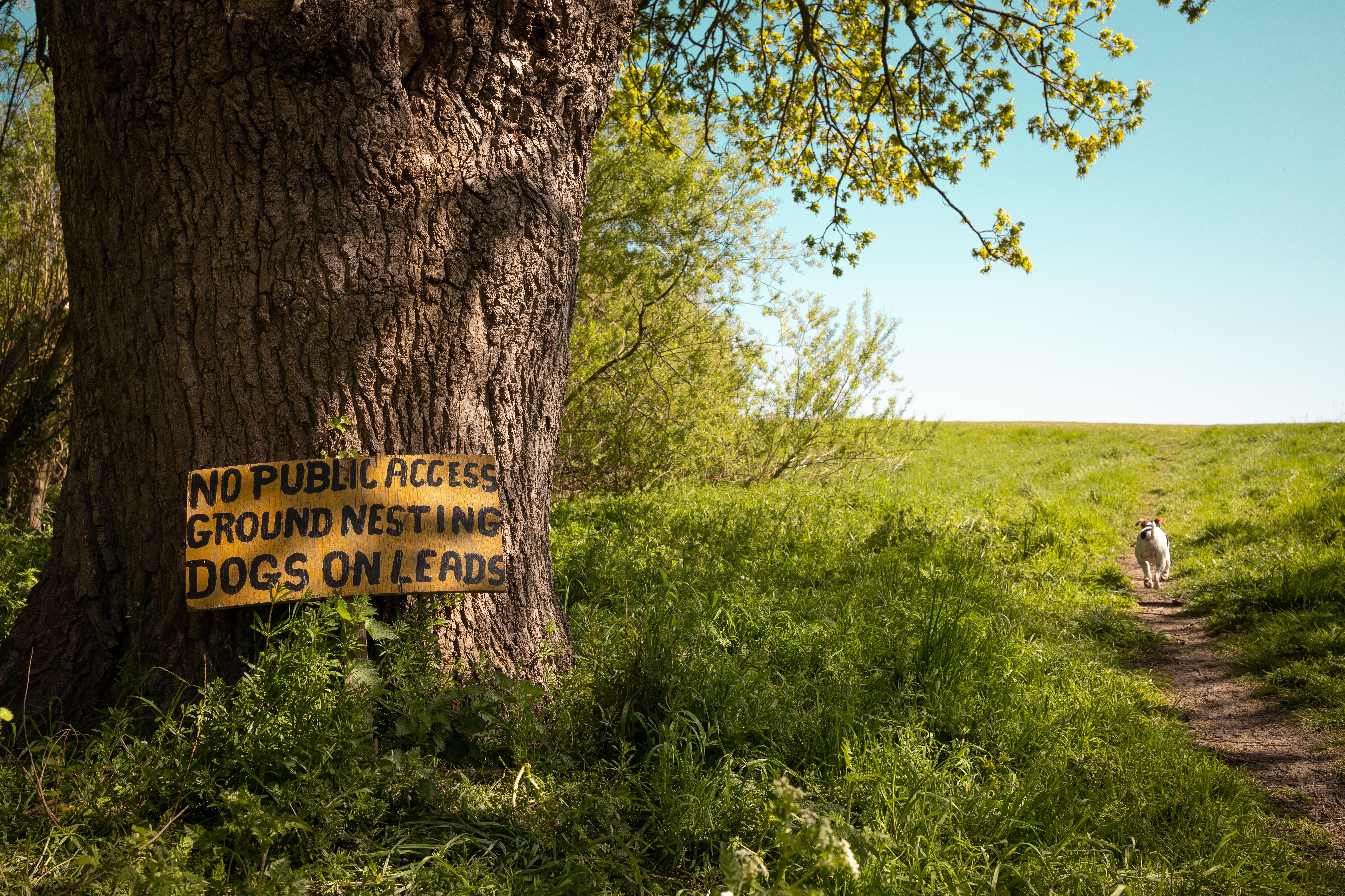 A scenic green pathway with a caution sign for dogs, emphasizing conservation.