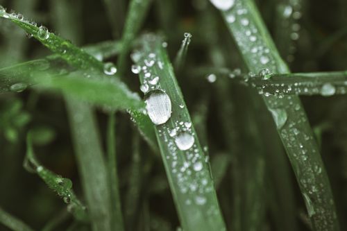 Free Close-up macro shot of fresh morning dew on lush green grass blades. Stock Photo