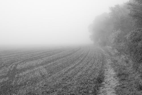 Grayscale Photograph of a Field with Fog