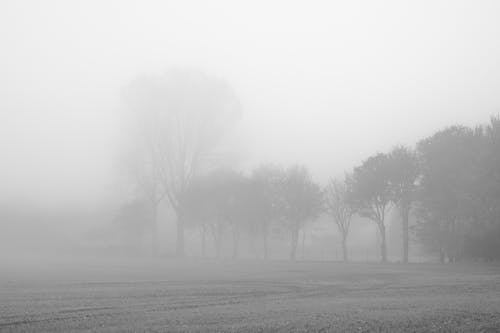 Monochrome Photograph of Trees Covered in Fog